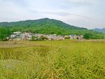 田野