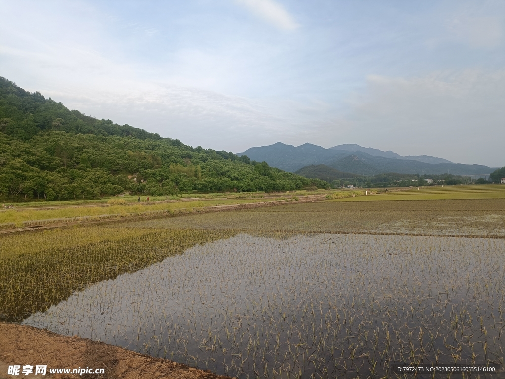 田野