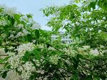 女贞开花