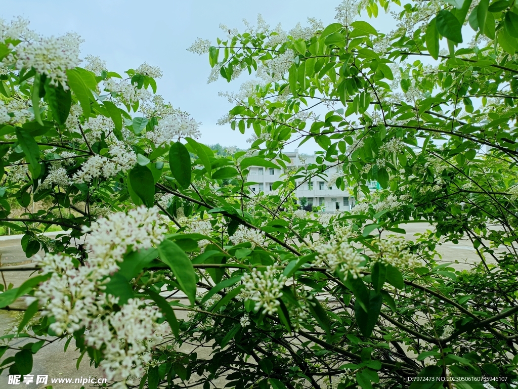 女贞开花