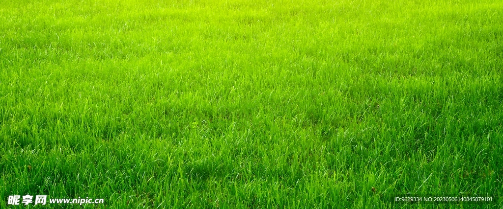 绿色草地