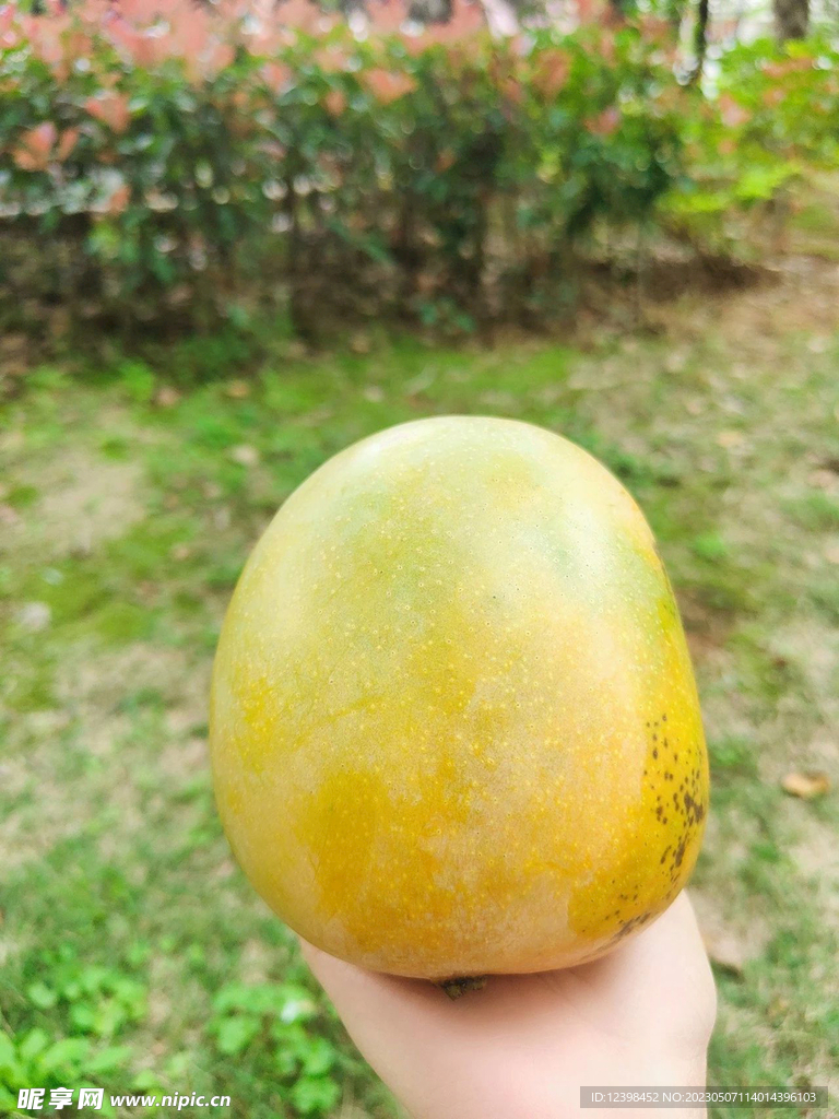 芒果