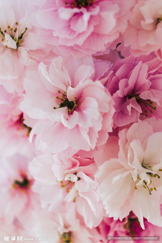 樱花