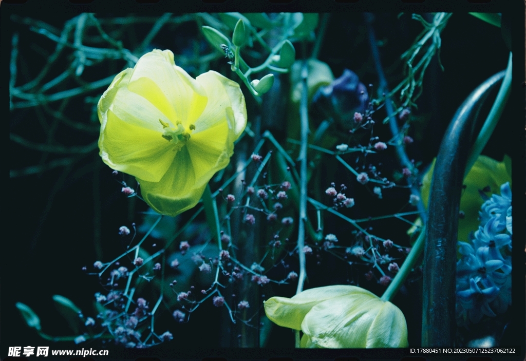 月见草