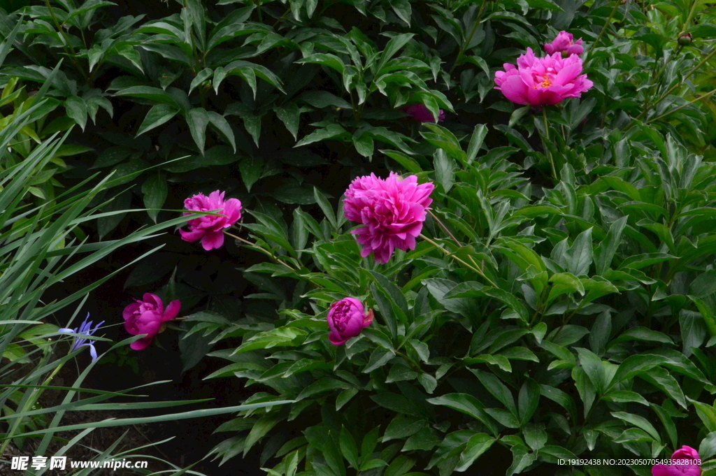 芍药花  