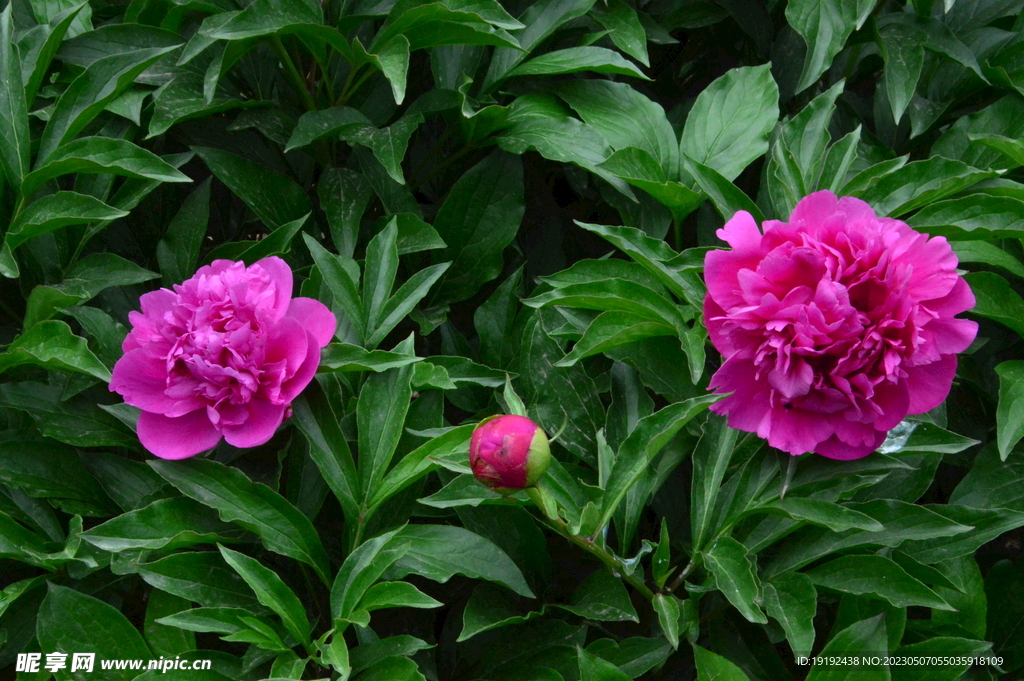 芍药花