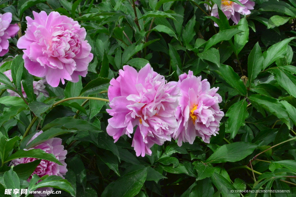 芍药花 