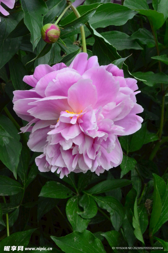 芍药花