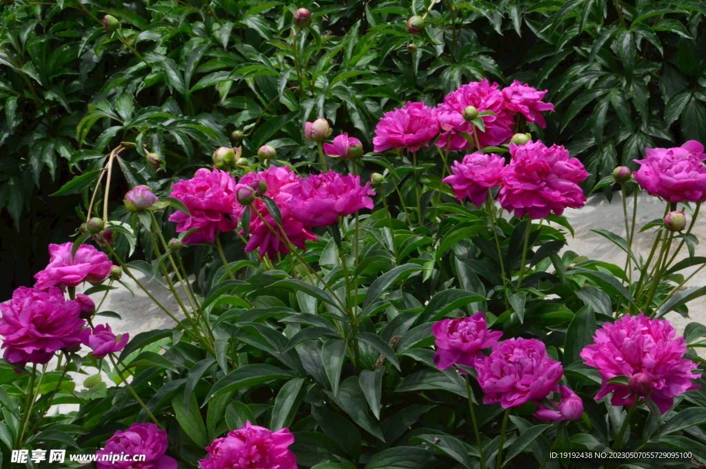 芍药花 