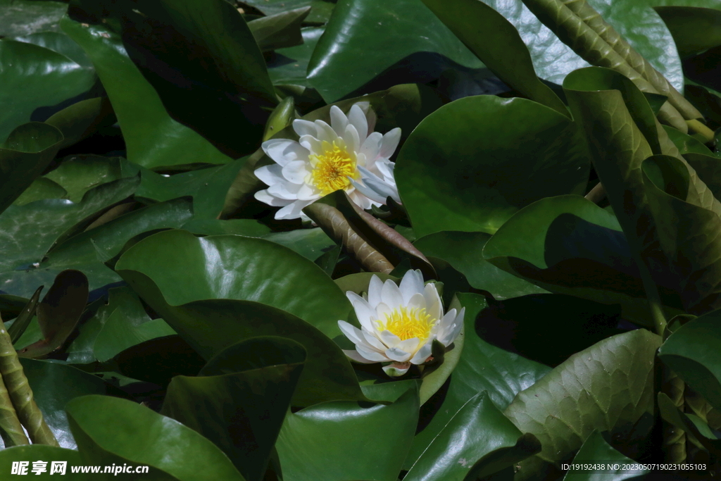 睡莲花