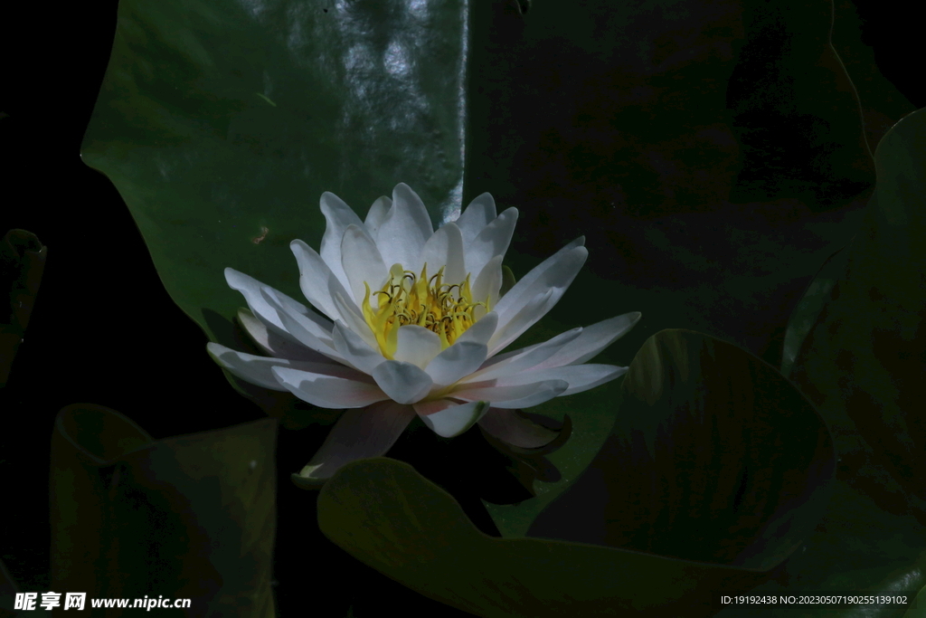 睡莲花 