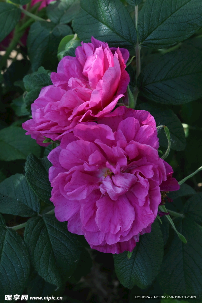 玫瑰花