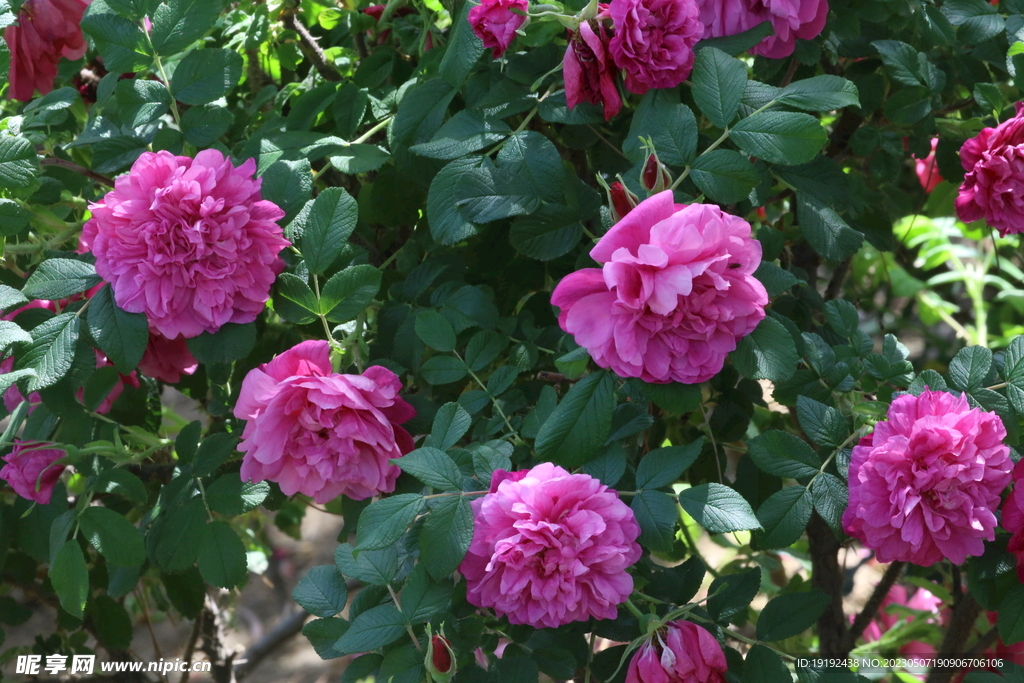 玫瑰花  