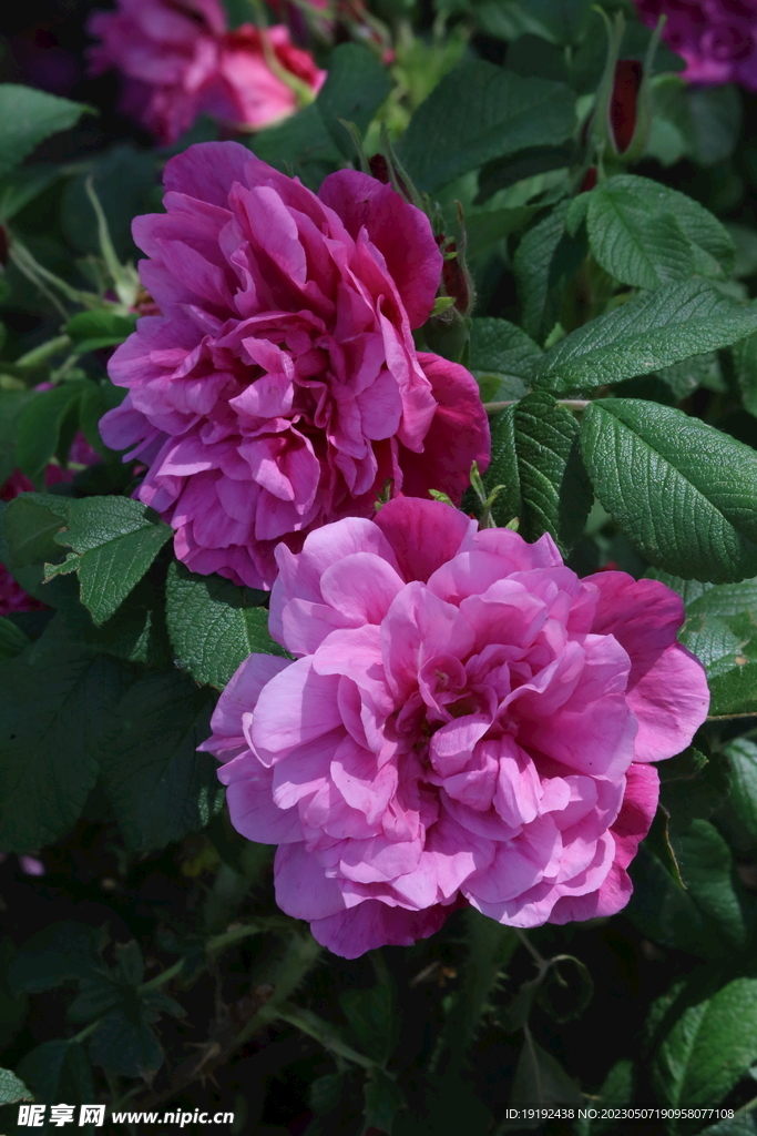 玫瑰花