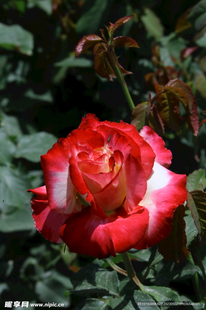 月季花