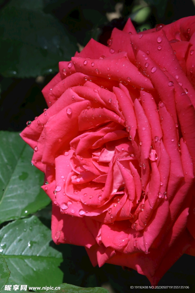 月季花 