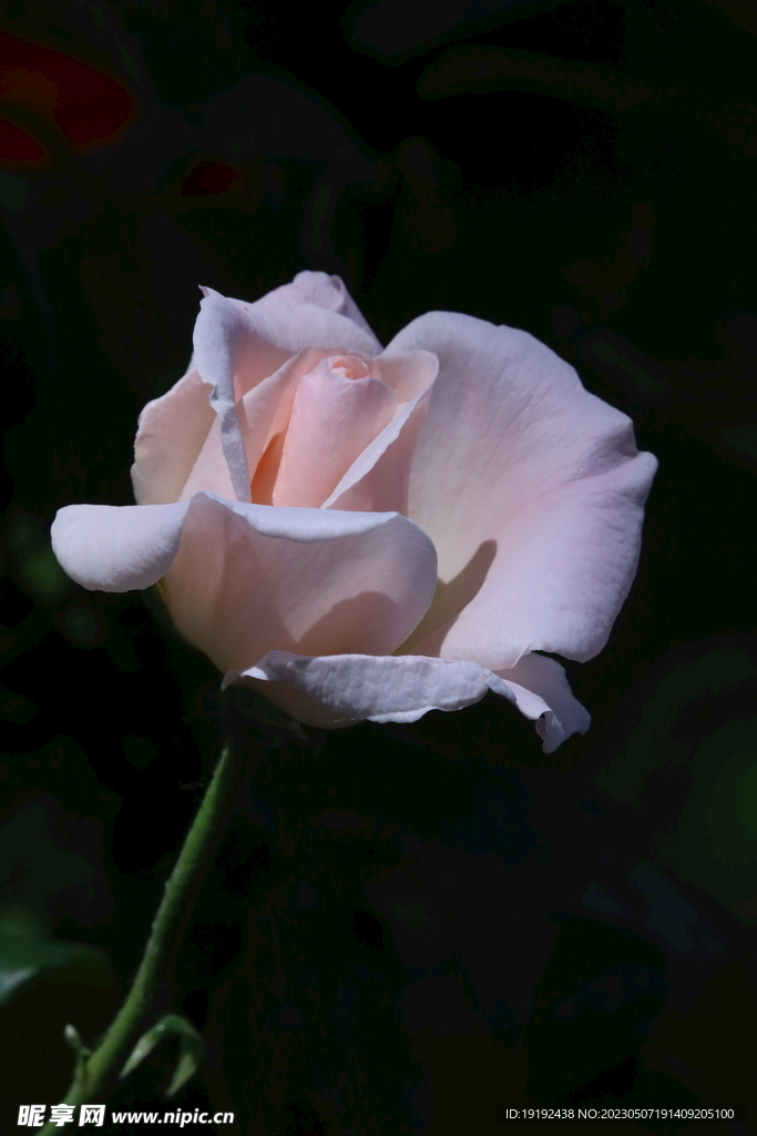 月季花 