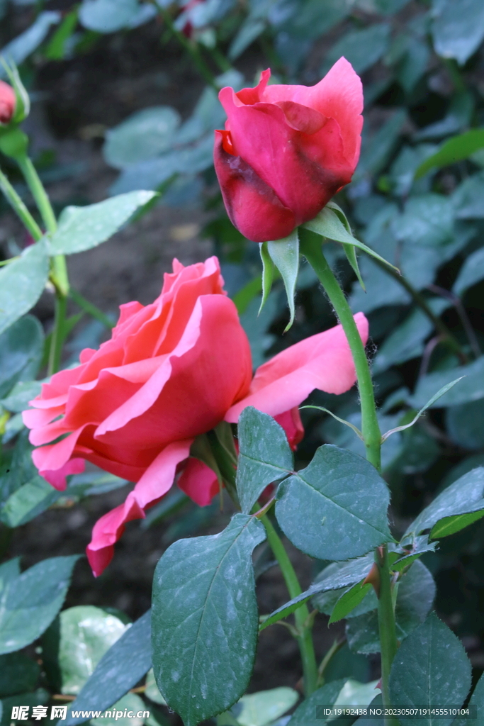 月季花