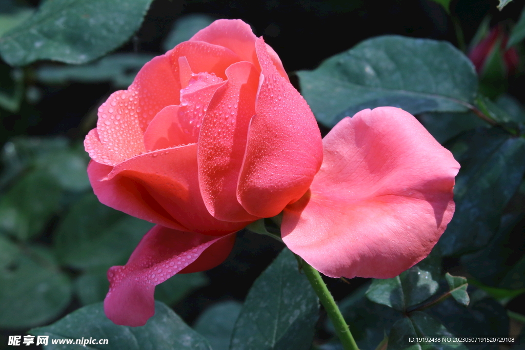 月季花 