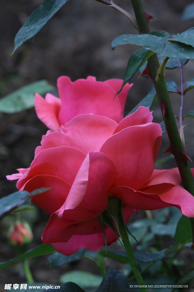 月季花 