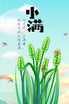 小满节气海报 