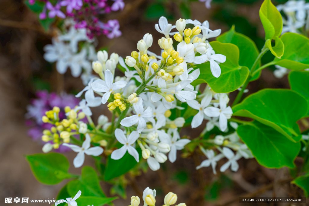 丁香花开