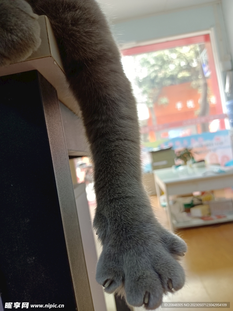 猫爪