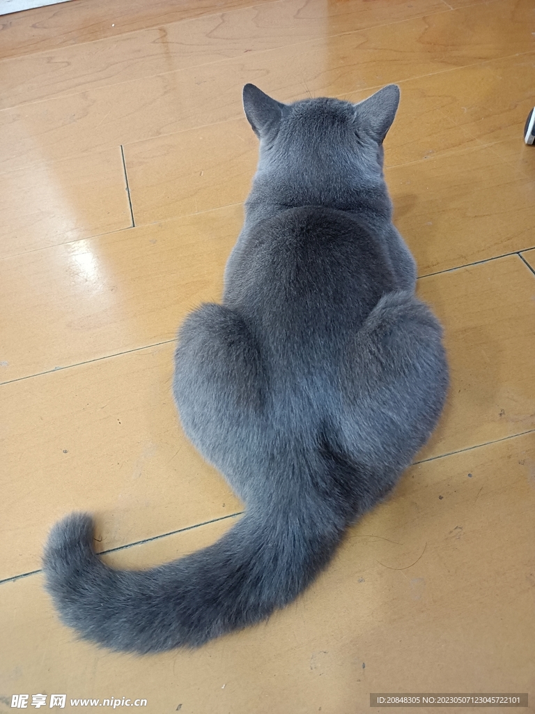 猫  
