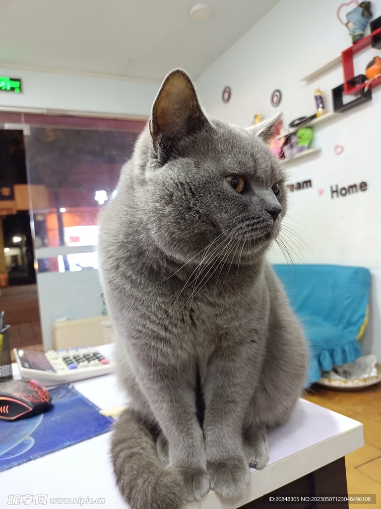 猫