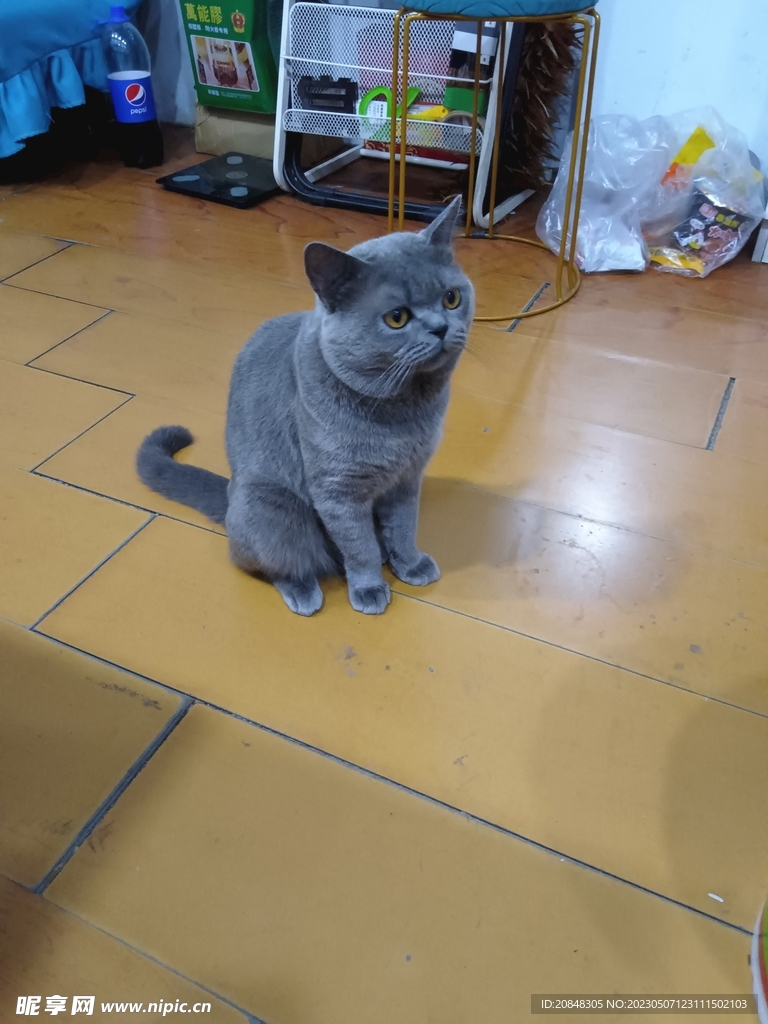 猫