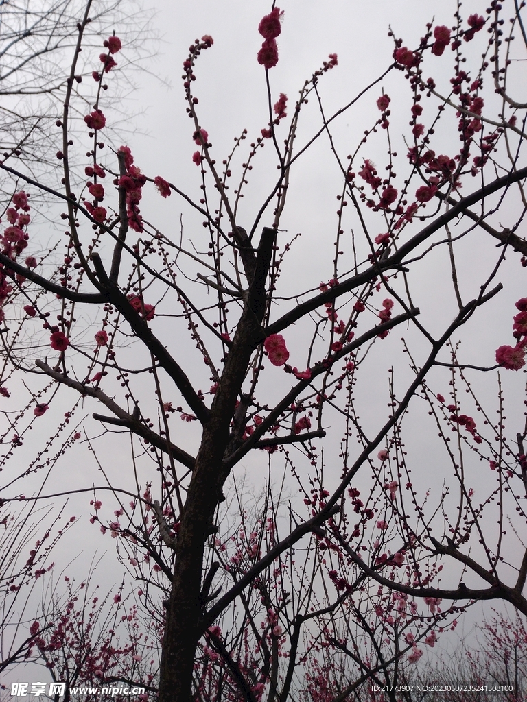 梅花