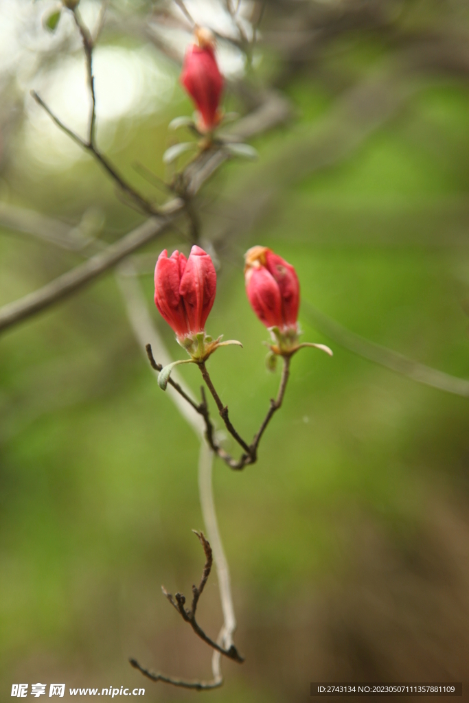 花蕾