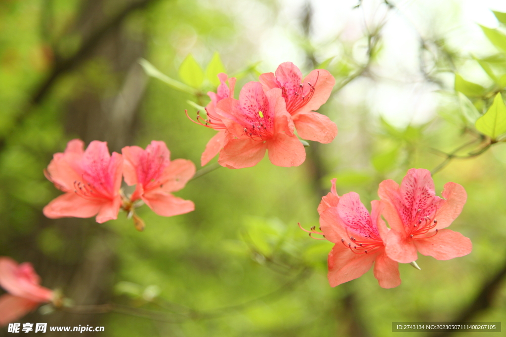 杜鹃花