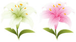 卡通百合花