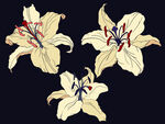 卡通百合花