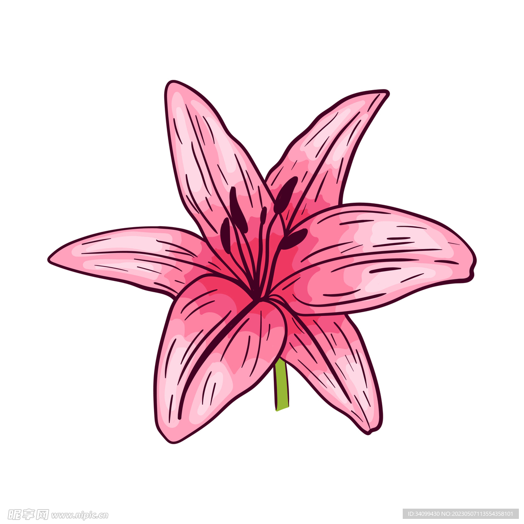卡通百合花