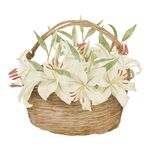 卡通百合花
