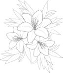 卡通百合花
