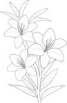 百合花线稿