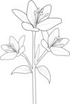 百合花线稿