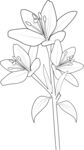 卡通百合花