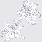 百合花线稿