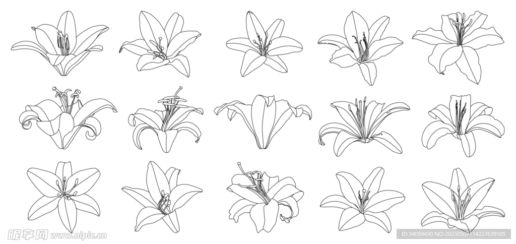 百合花线稿