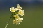 报春花