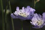矢车菊
