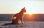 小猫