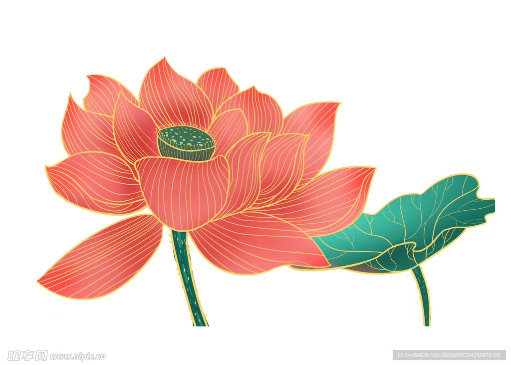 莲花 荷花 