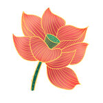 莲花 荷花 