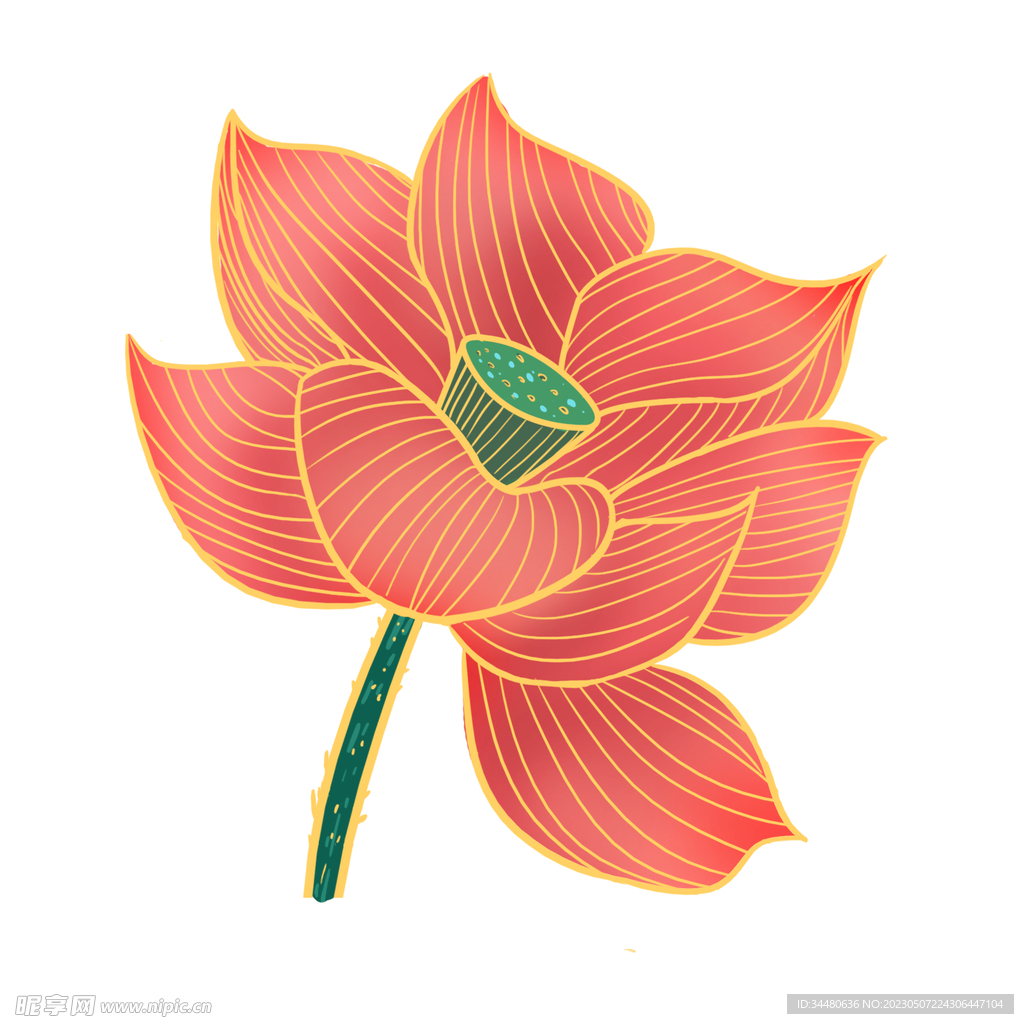 莲花 荷花 