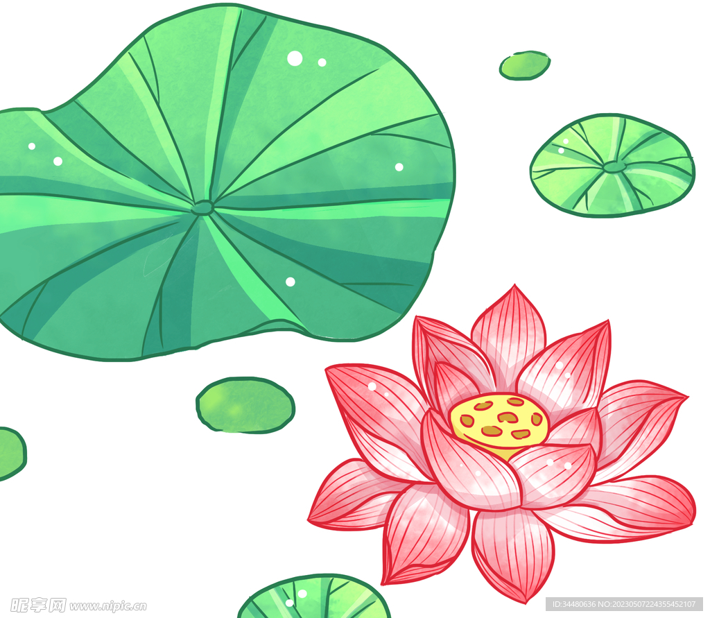 莲花 荷花